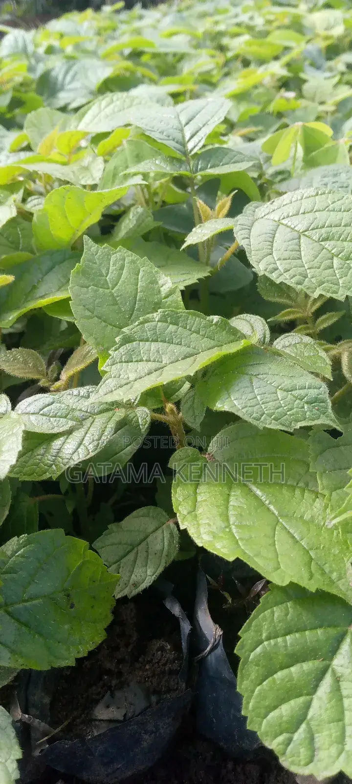 Kifabakazi/Tulip Plant/Spathodea Campanulata Seedlings