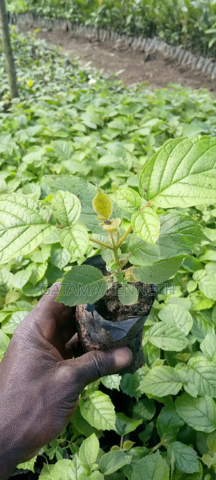 Kifabakazi/Tulip Plant/Spathodea Campanulata Seedlings