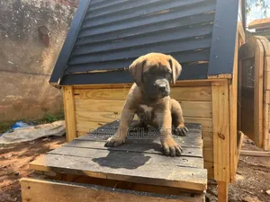 1-3 months Female Purebred Boerboel