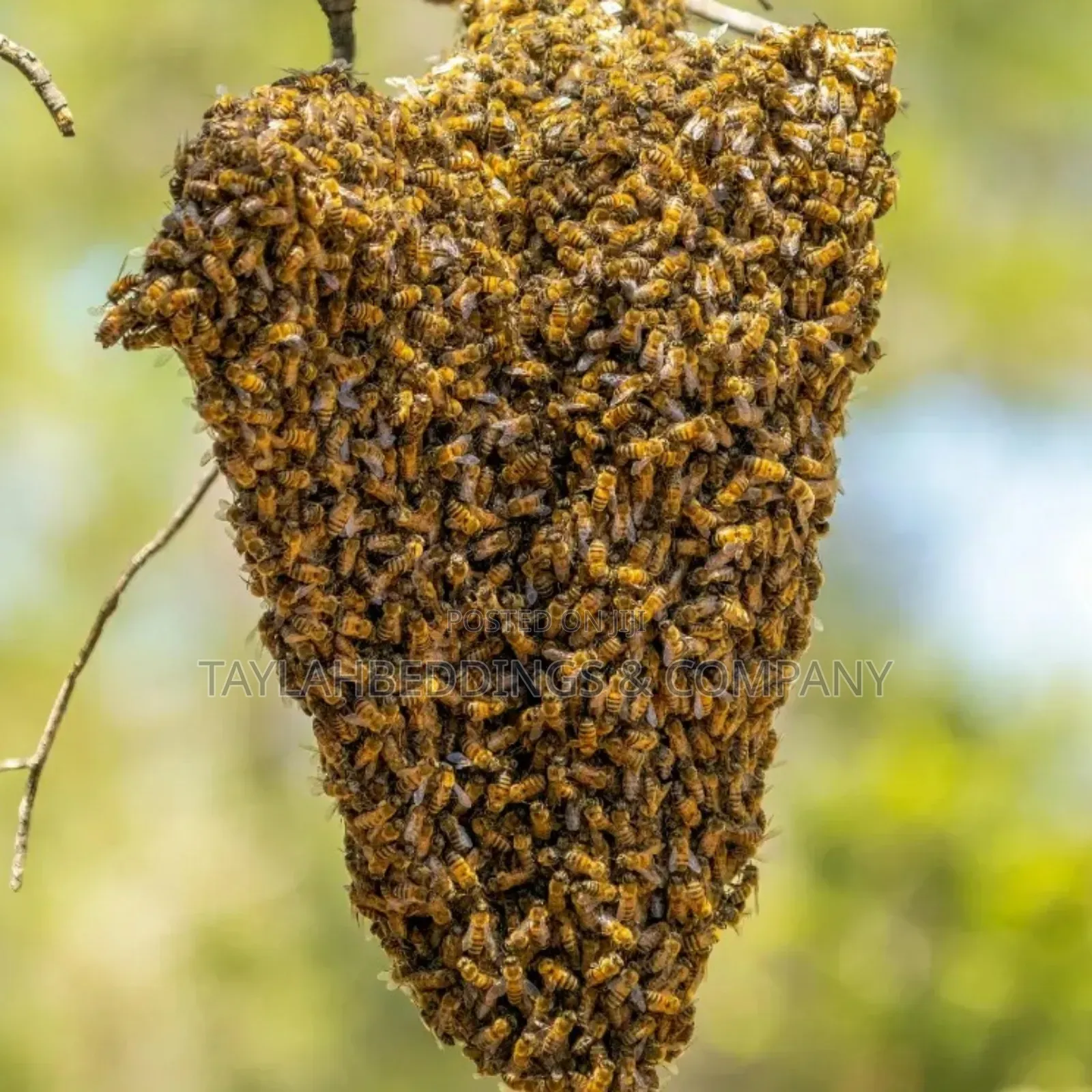 Bees Fumigation and Repellent Services