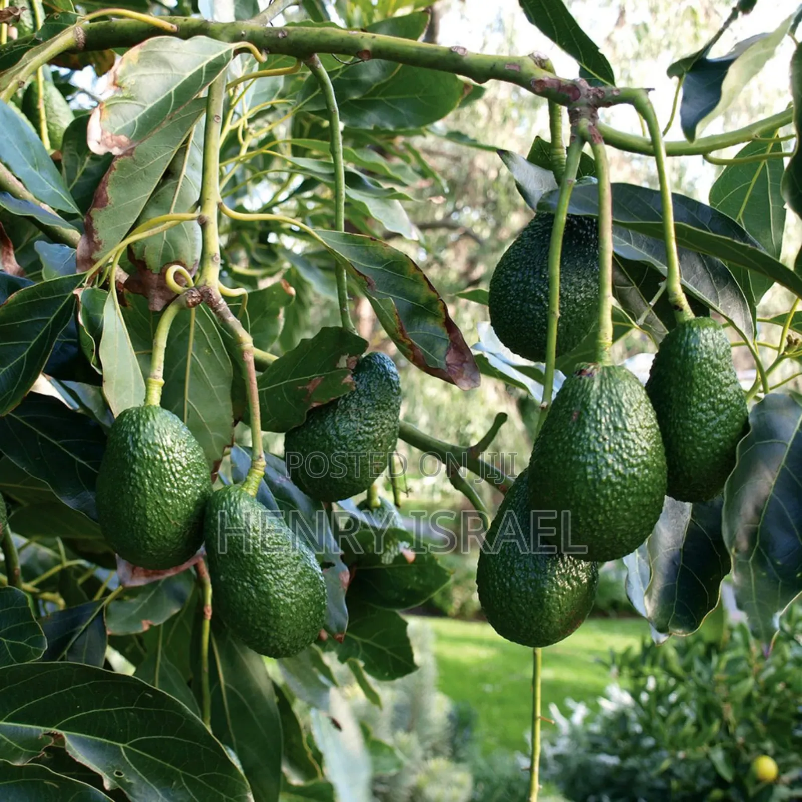 Hass Avocado Seedlings,Grafted