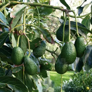 Hass Avocado Seedlings,Grafted