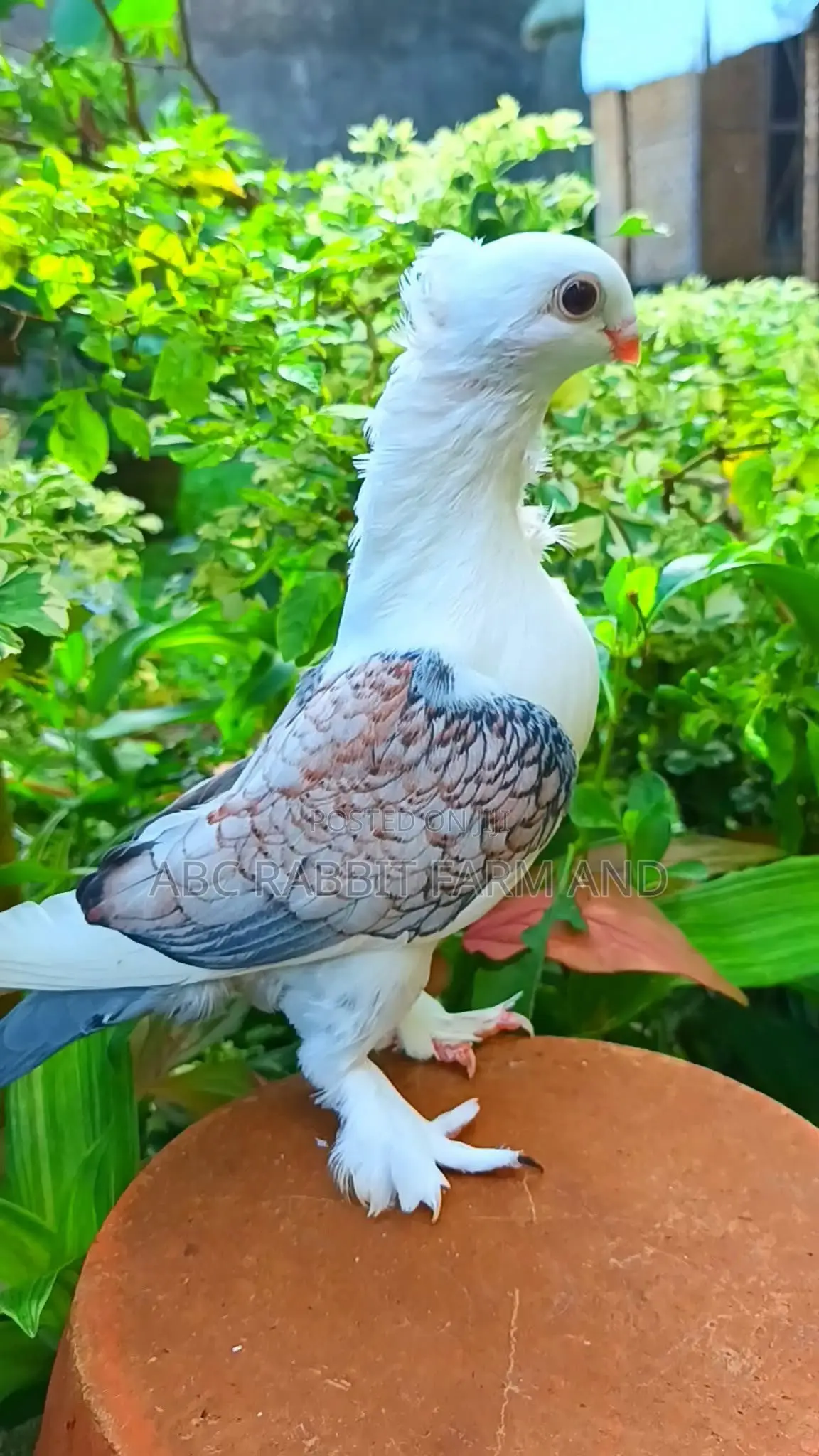 Old Frill Satinette Pigeon