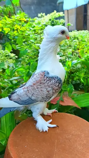 Old Frill Satinette Pigeon