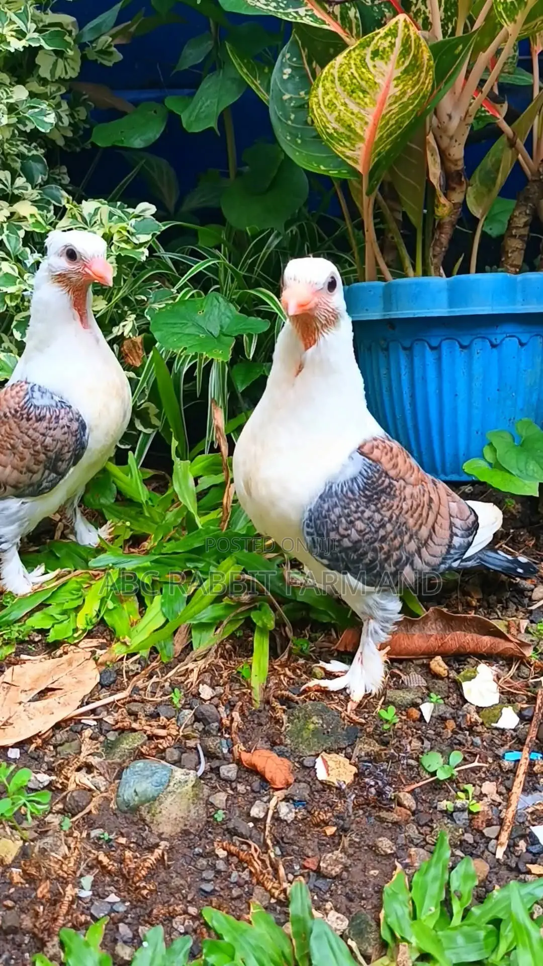 Old Frill Satinette Pigeon