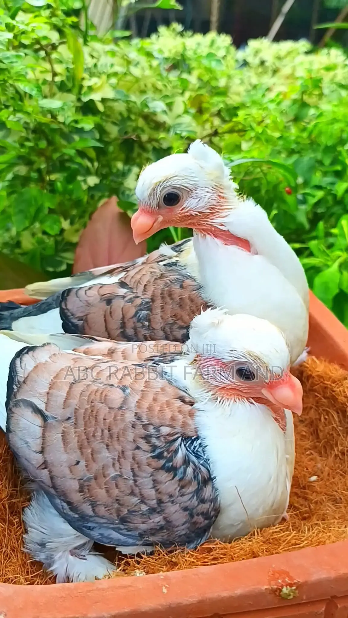 Old Frill Satinette Pigeon