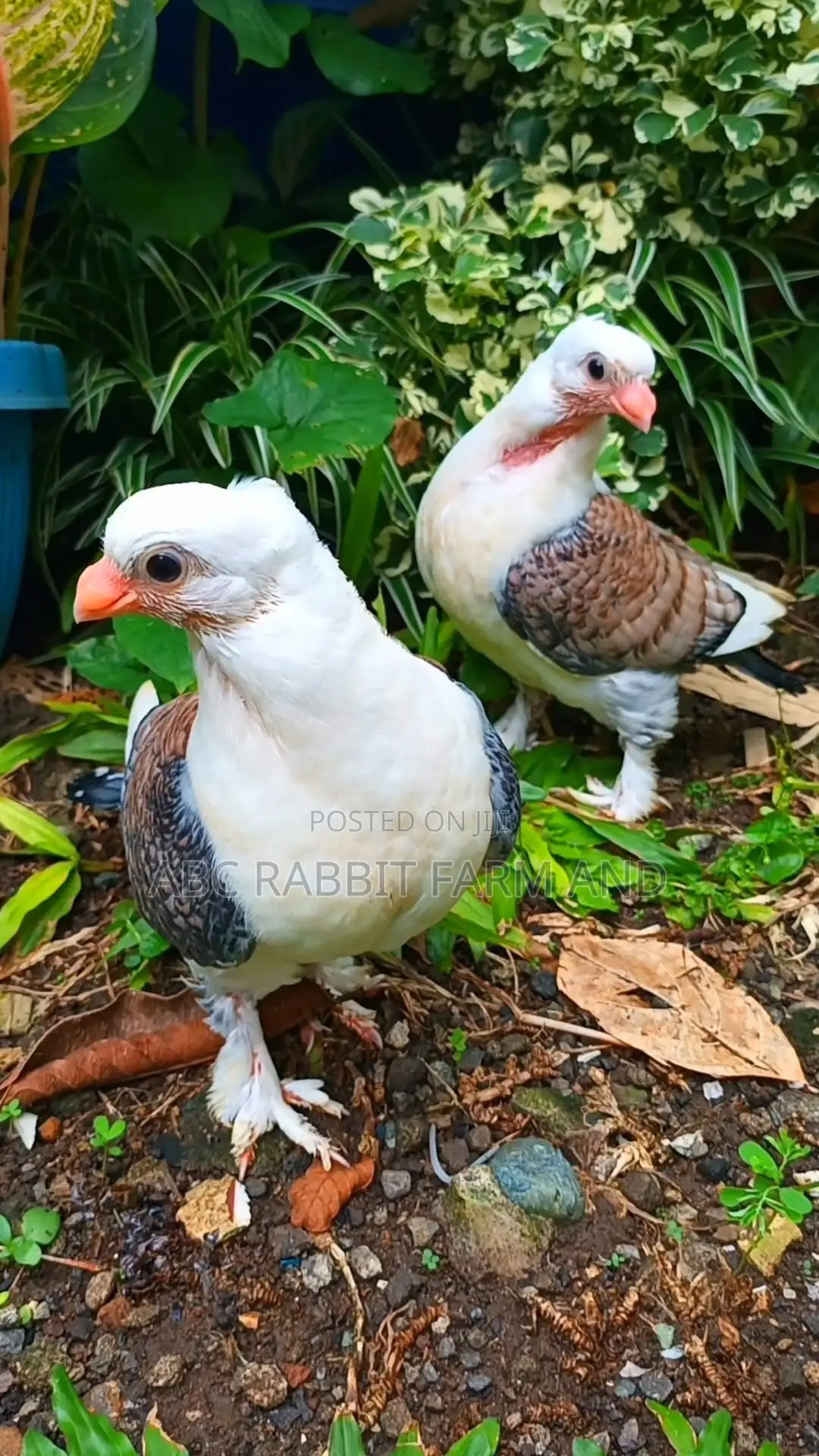 Old Frill Satinette Pigeon