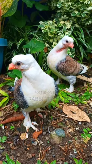 Old Frill Satinette Pigeon