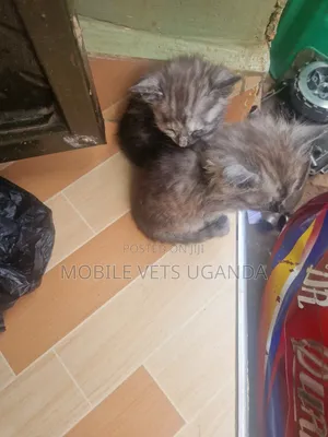 0-1 month Male Purebred Ragdoll