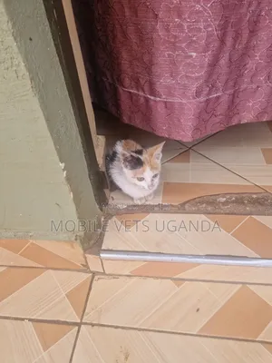 1-3 months Female Purebred Exotic