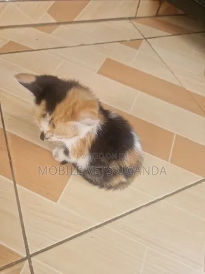 1-3 months Male Purebred American Shorthair