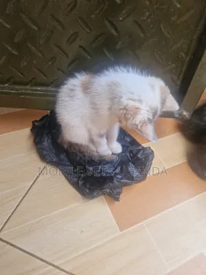 1-3 months Female Purebred Bombay