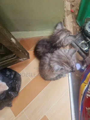 1-3 months Female Purebred Abyssinian
