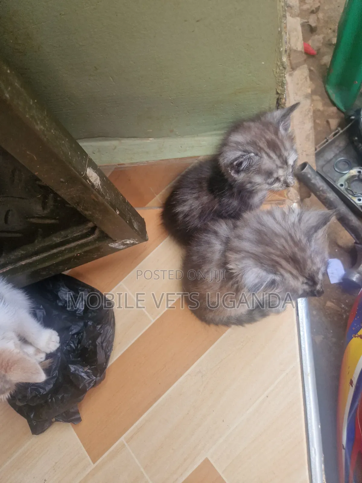 1-3 months Female Purebred Ragdoll