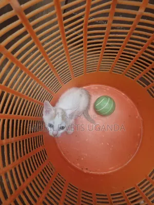 3-6 months Female Purebred Exotic