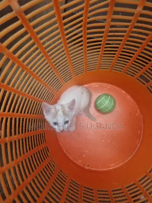1-3 months Female Purebred American Curl