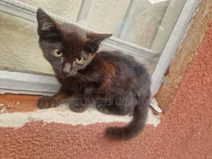 1-3 months Male Purebred American Curl