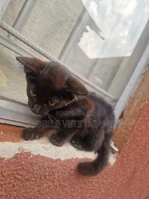 1-3 months Female Purebred American Shorthair