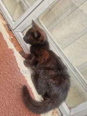 3-6 months Female Purebred American Bobtail