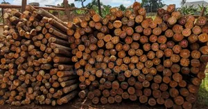 Durable, Strong, Straight, Build to Last Eucalyptus Roofing Poles