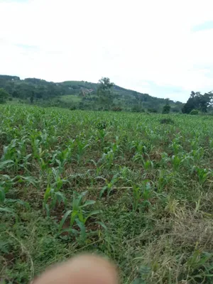 20 Acres on Forced Sale on Mityaana Rd Kikonge Mpiringwe Title in Bank
