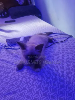 1-3 months Male Purebred Ragdoll