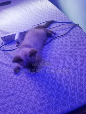 1-3 months Female Purebred Ragdoll