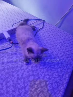 1-3 months Female Purebred American Wirehair