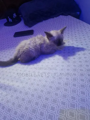 1-3 months Male Purebred Exotic
