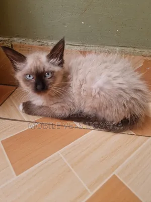 1-3 months Male Purebred Abyssinian