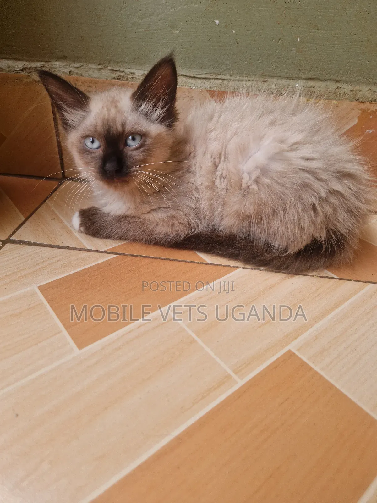0-1 month Female Purebred Devon Rex
