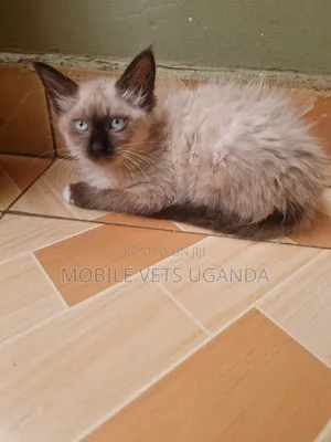0-1 month Female Purebred Devon Rex