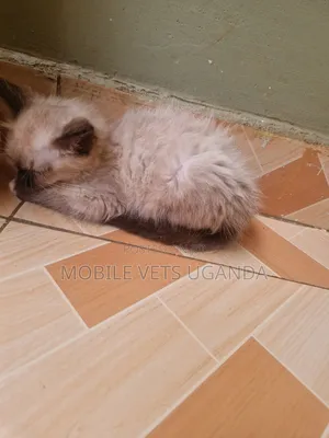 3-6 months Female Purebred Oriental