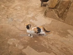 1-3 months Female Purebred Bombay