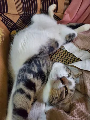 1+ year Male Mixed Breed Exotic