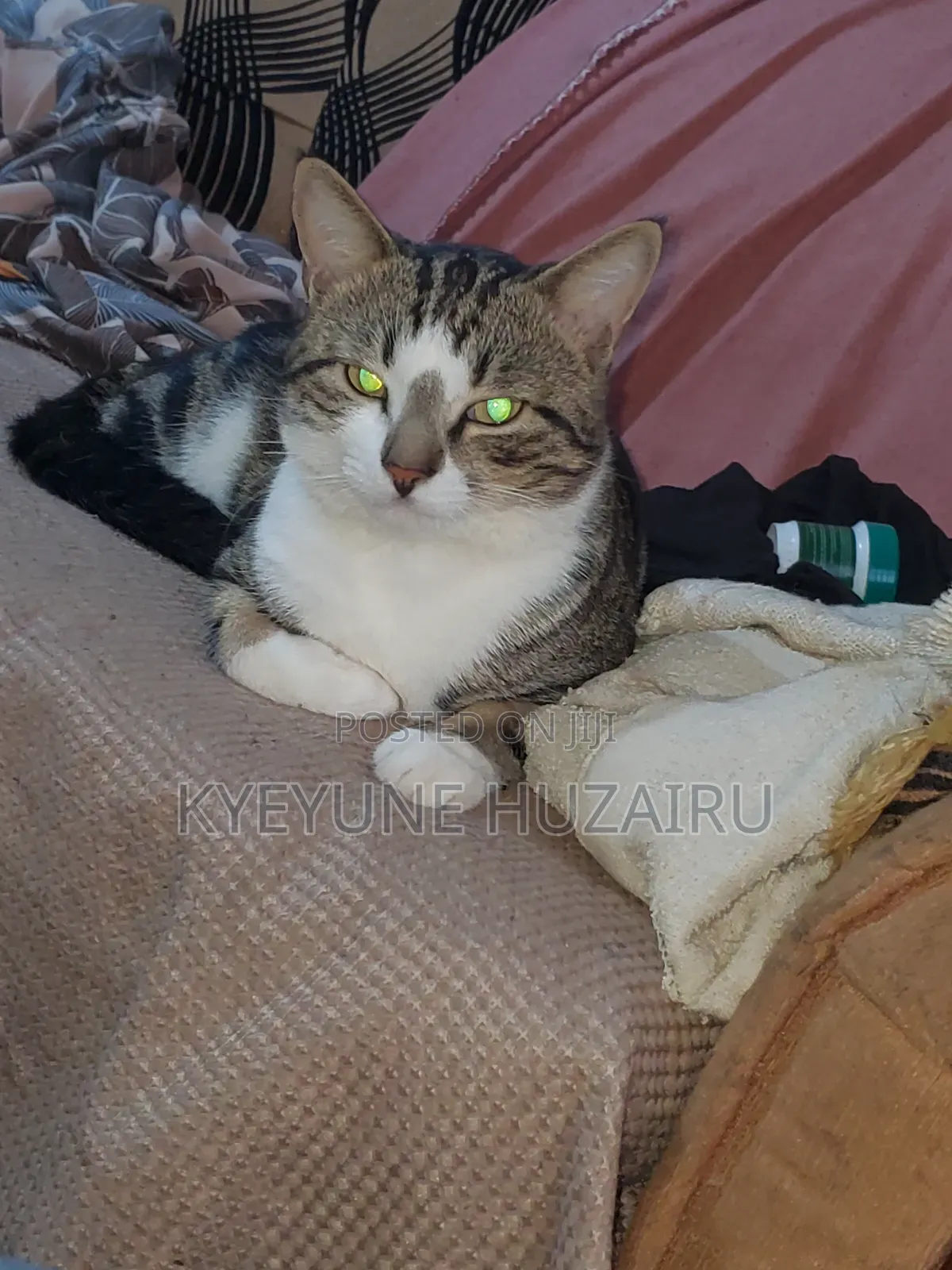 1+ year Male Mixed Breed Exotic