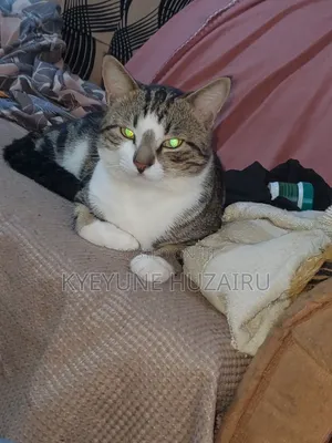 1+ year Male Mixed Breed Exotic