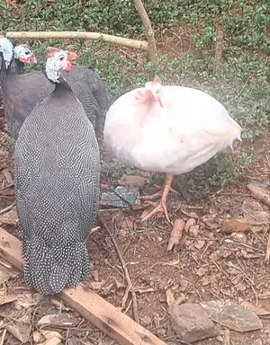 White Guinea Fowl
