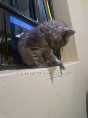 3-6 months Male Purebred Nebelung
