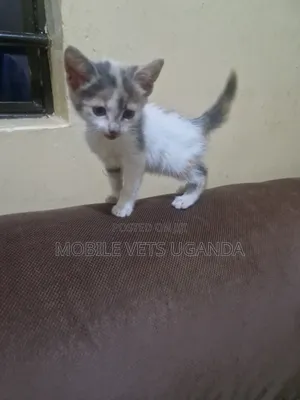 1-3 months Female Purebred American Bobtail