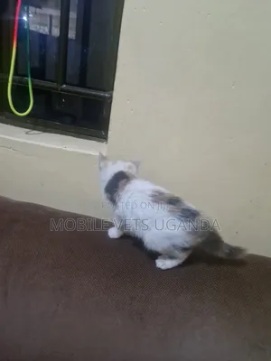1-3 months Male Purebred American Curl