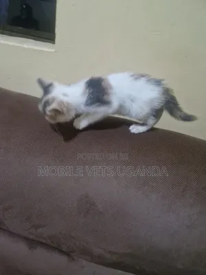 0-1 month Female Purebred American Shorthair