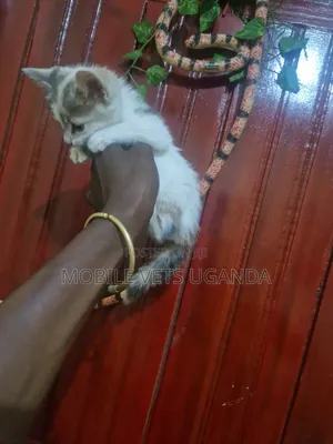 1-3 months Male Purebred American Curl