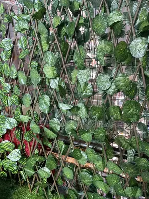 Balcony Privacy Plants Each
