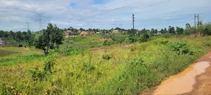50 by 50 Plot at Kigoogwa