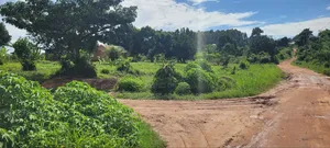50 by 50 Plot at Kigoogwa