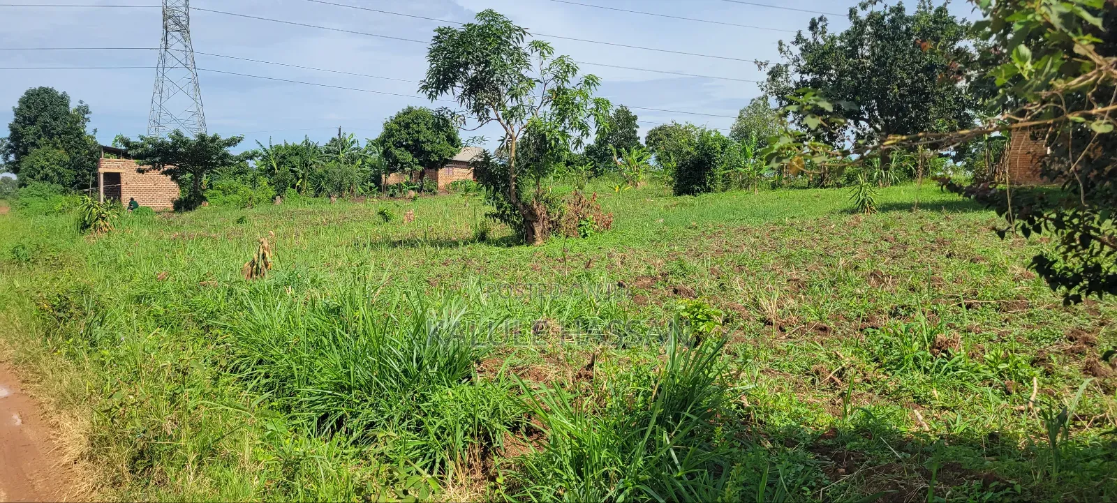 50 by 50 Plot at Kigoogwa