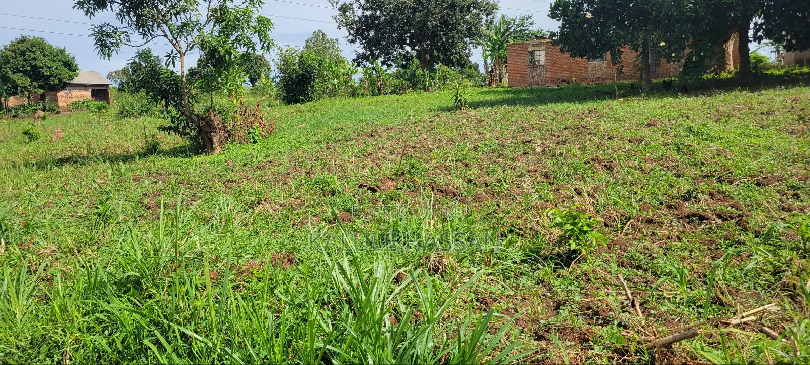50 by 50 Plot at Kigoogwa