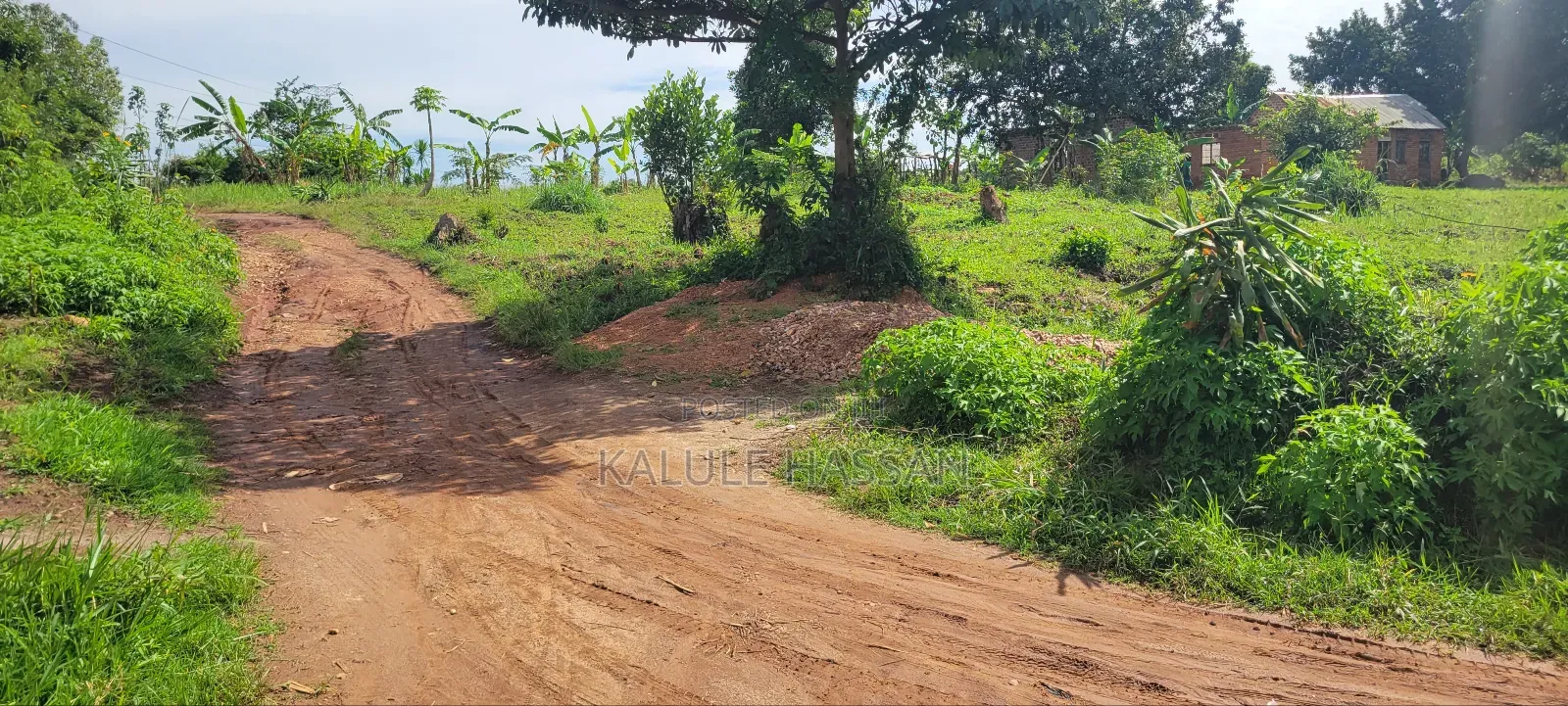 50 by 50 Plot at Kigoogwa