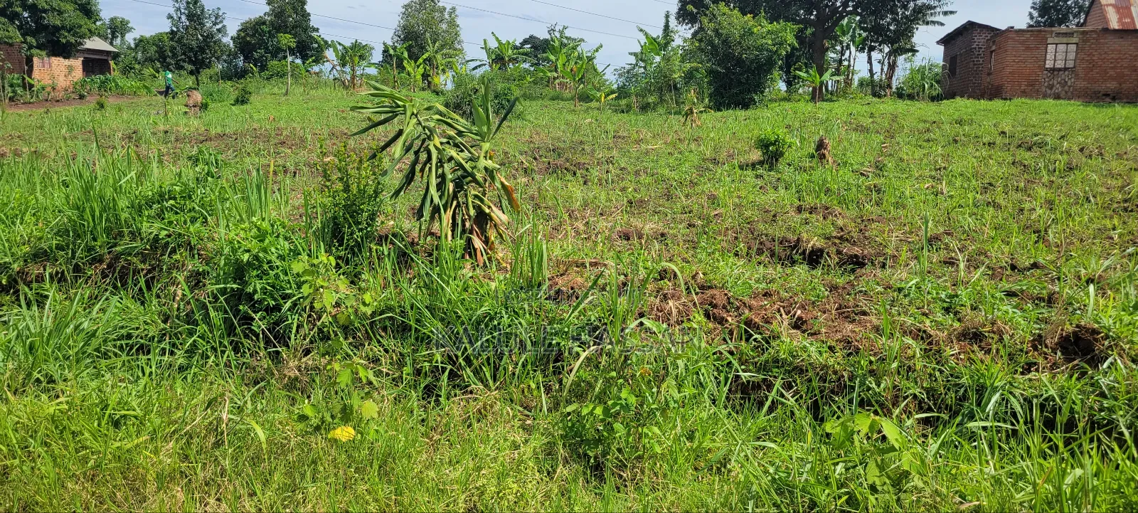 50 by 50 Plot at Kigoogwa